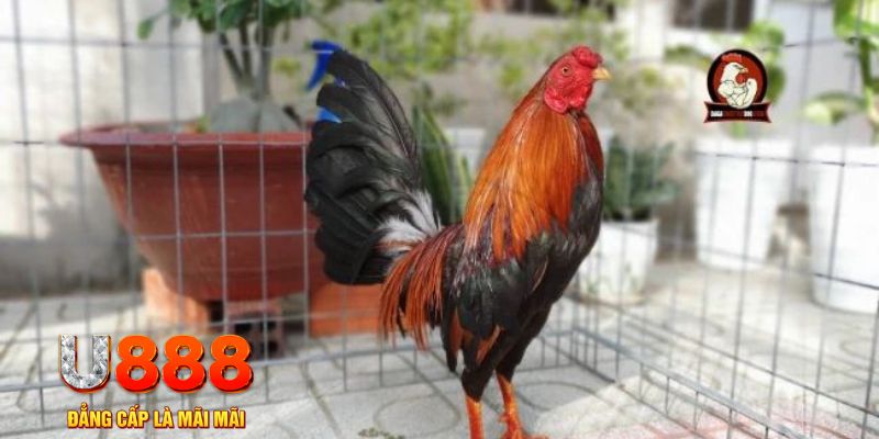 link w88 what is a video slot